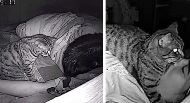 The owner experiences emotional upheaval when they learn what their cat does at night.