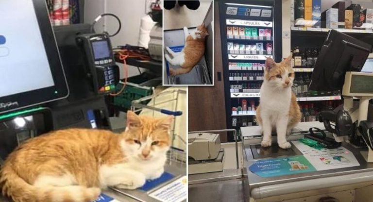 After the cat was removed, customers decided not to make any purchases there.