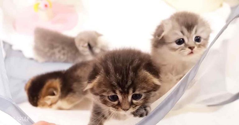 Discover a kitten family’s enchanting mealtime ballet