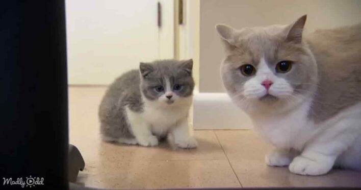 British shorthair expertly trains kittens in workplace skills