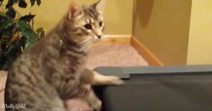 Cats hilariously attempt a human-style workout