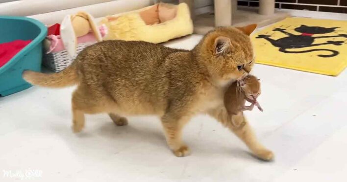 Loving momma cat carries newborn kitten with care