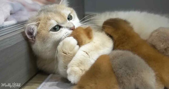 Mama cat’s tender hug with baby kitten captures hearts with pure love