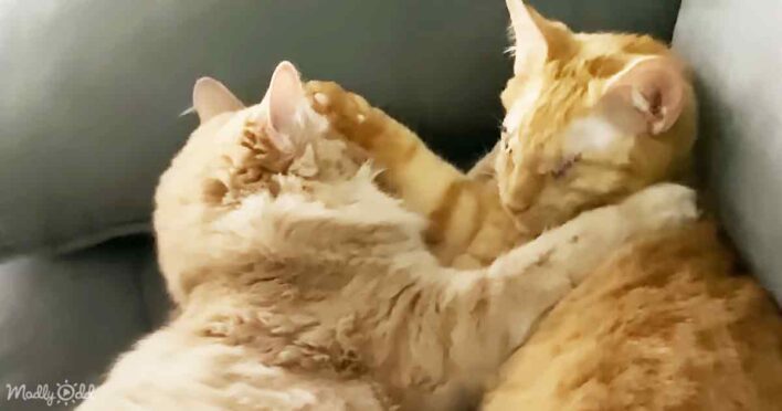 Rescued blind kittens echo locate each other in heartwarming bond