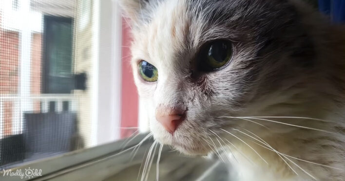 The 27-year-old cat who continues to defy the odds and steals hearts