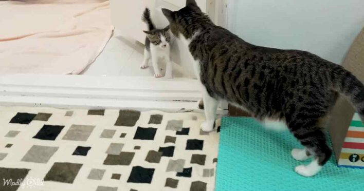 Tiny rescued kitten boldly confronts giant cat