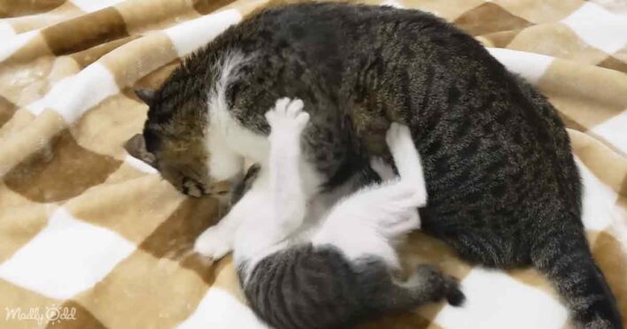 Unlikely love: big cat shows affection to rescued kitten