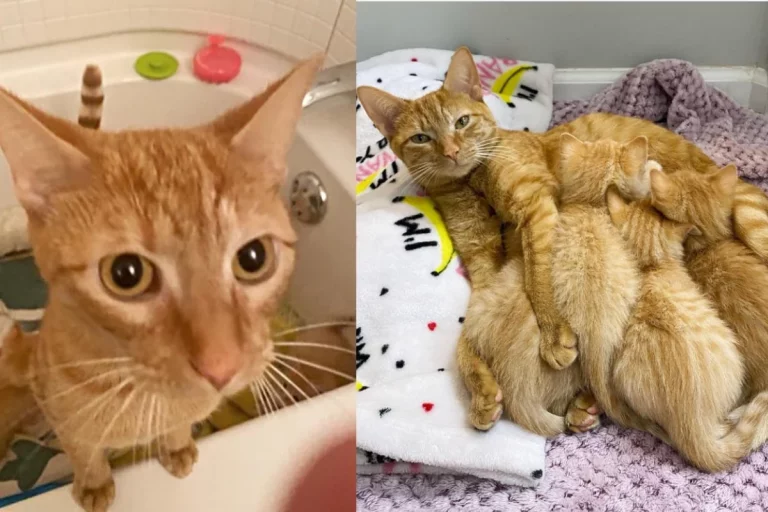 Cat found in basement with 4 kittens in a laundry basket by person cleaning a vacant home