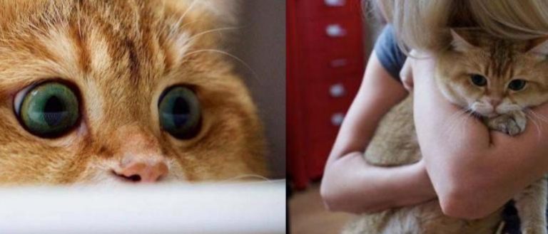 The cat, which became a star on the Internet