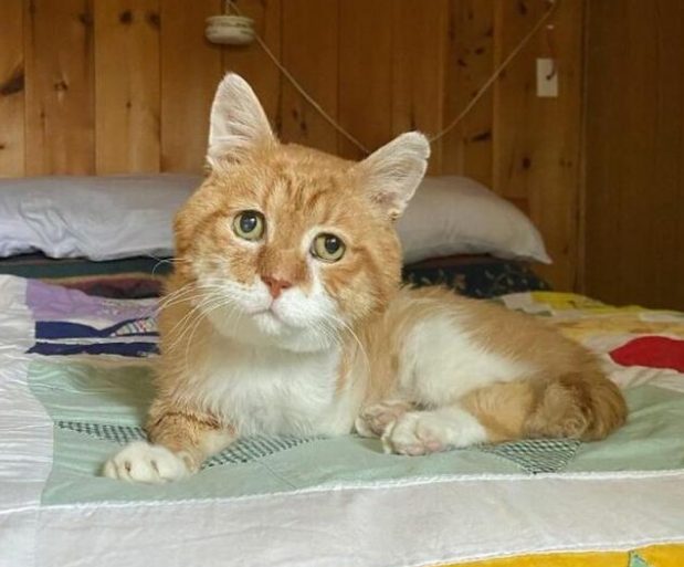 The cat went to his owner for eight years, not knowing that he was no longer alive