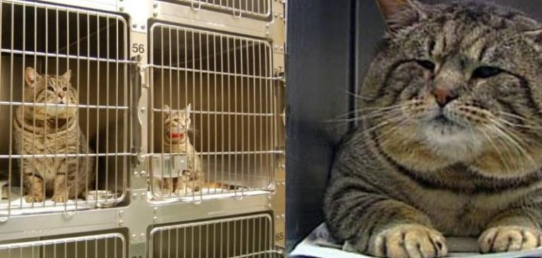 The owner, whose cat has disappeared, saw his pet on the news – he was caught stealing dog food