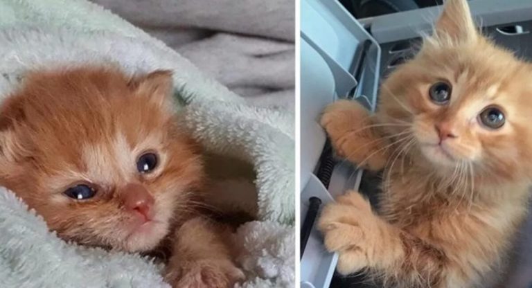 The little cat is determined to live with the family indefinitely because they saved him.