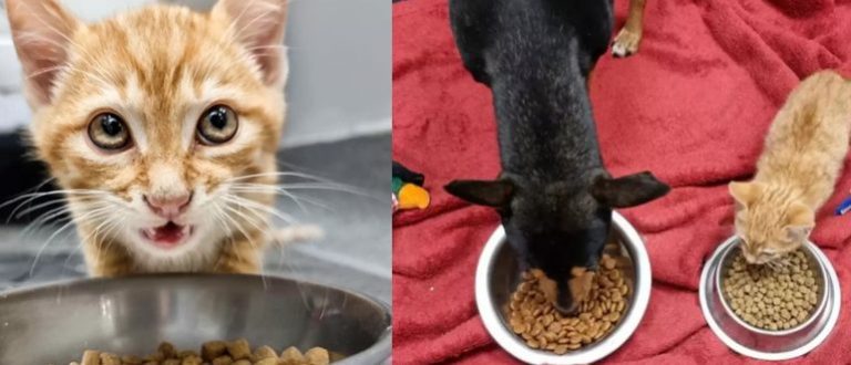 The cat escaped from the enclosure in the clinic to comfort a sad dog