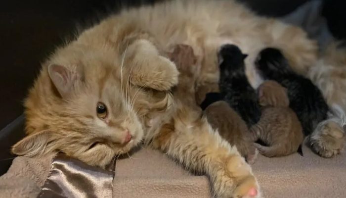 A pregnant cat appears on a woman’s porch and begs her to let her into her house, permanently changing her life