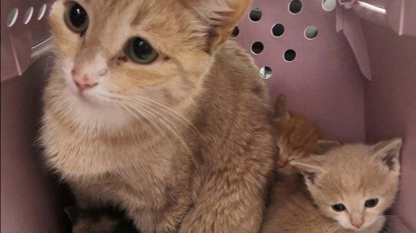 An outdoor cat gave birth to kittens in a baby stroller in the entrance and found a loving mistress