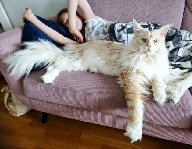 Life with a Maine Coon. The owner of the “big cat” shared photos from everyday life