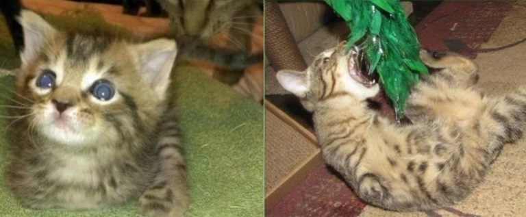 The disabled kitten struck Internet users with his will to live