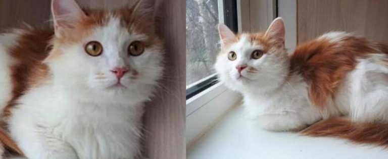 How the cat found his home and friend at the same time