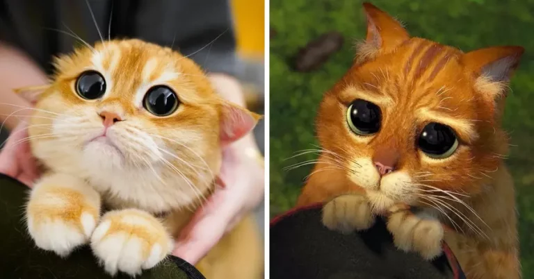 Meet pisco, the big-eyed cat who looks like a real-life puss in boots