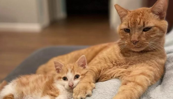 A woman is surprised to see her own little kitten cuddling a neighborhood cat