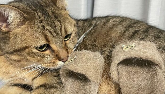 Internet users love these photos of a kitty wearing sandals made out of its own fur