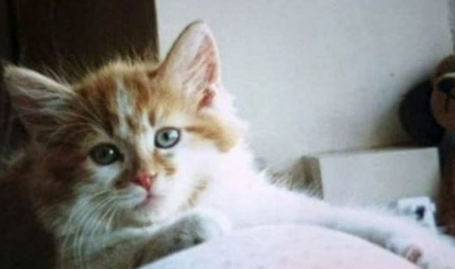 This cat’s 31st birthday was a complete surprise to her when she adopted him in 1990