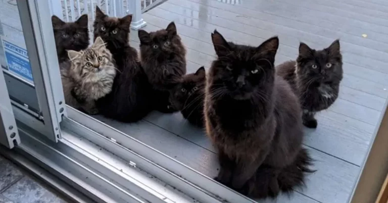 Stray cat mom brings her babies to meet the woman who took care of her