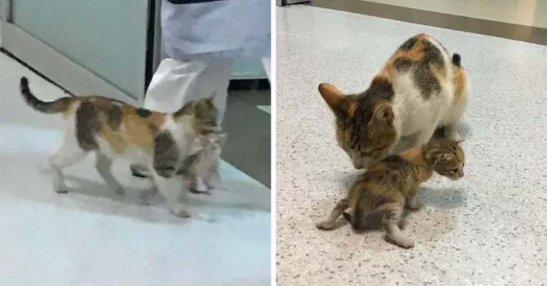 Stray mommy cat brings her kitten to the hospital for help, medics take care of them