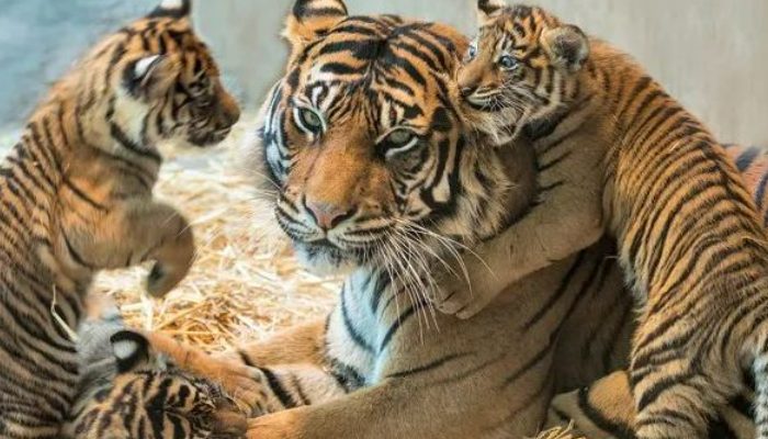 After their mother passed after a protracted illness, a male tiger has been caring for four cubs