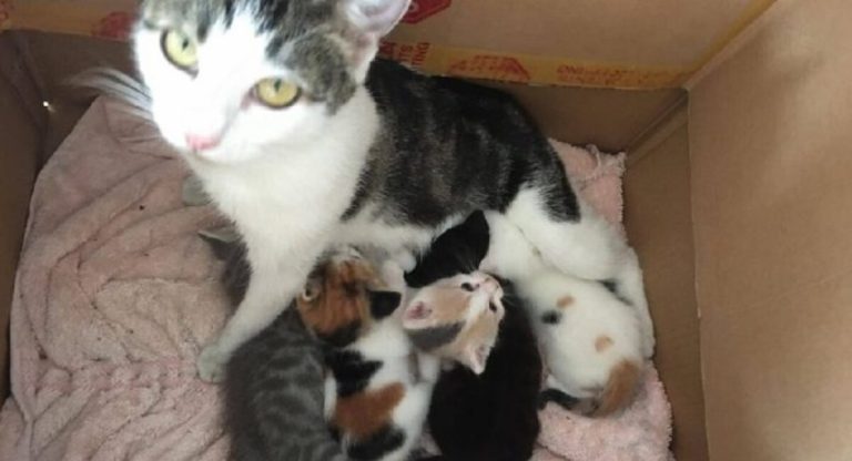 Through the dog door, a stray cat just entered the home of a stranger and handed him all of her kittens.