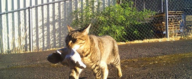 A woman in her 80s taught her cats to fetch valuables