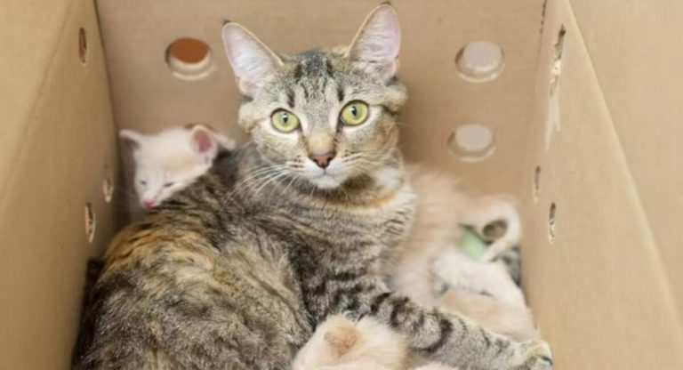 A cat surrogate supermom is caring for three litters of kittens at once.