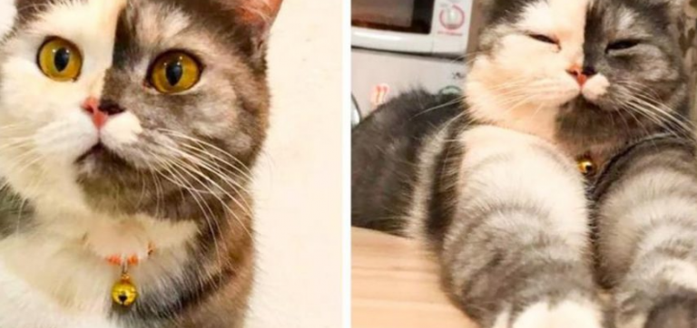 Two-faced cat named Cat has become an Internet star: he is so unique!