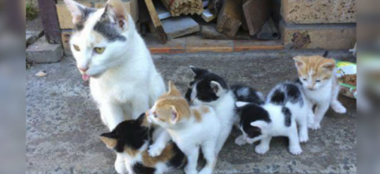 The cat took care of her children and fed them, although she had nothing to eat