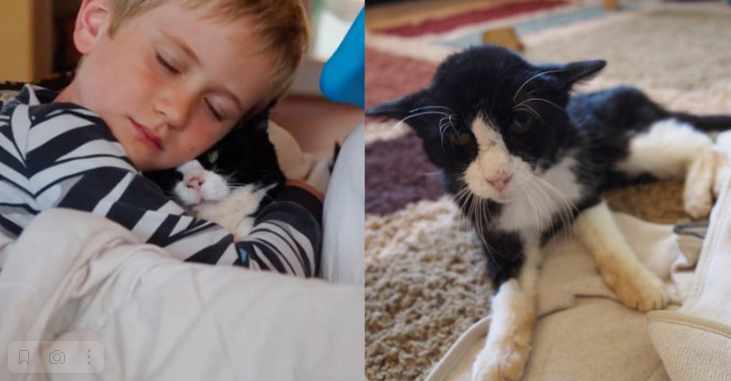 This family adopted a 20-year-old cat to give him a lot of love and joy in the last months of his life