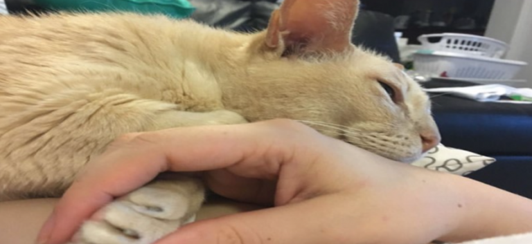 This old cat can’t sleep if the owner doesn’t hold his paw