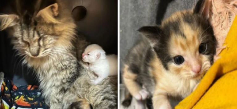 An eyeless cat leads her family to her kittens after looking for a comfortable home all her life