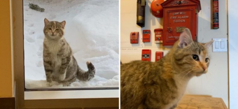 A stray cat in desperation wanders to the firemen on a cold snowy day and asks to be let in because it is freezing