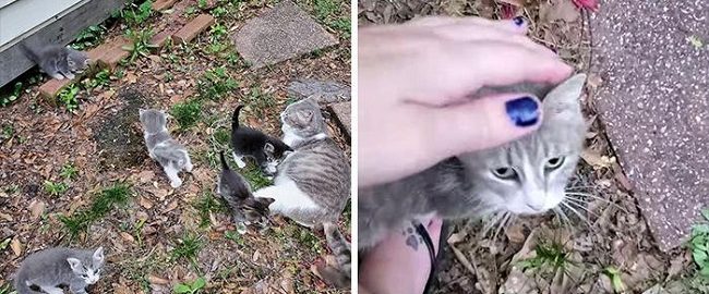 The woman asked the cat to bring her kittens to take care of them