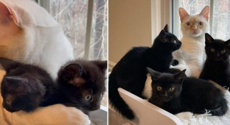 The cat takes in abandoned kittens after finding them in an alley.