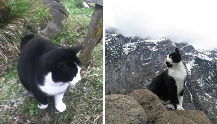 This kitty guided a lost man down a mountain on a chilly first day in Switzerland