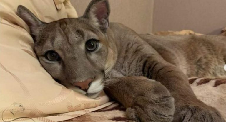 Because she was unable to return to her original home, the cougar that was saved had to become a domestic cat.