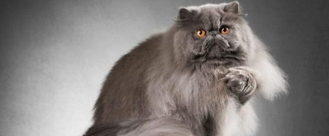 The girl decided to practice her singing, but the cat showed her and showed her how.