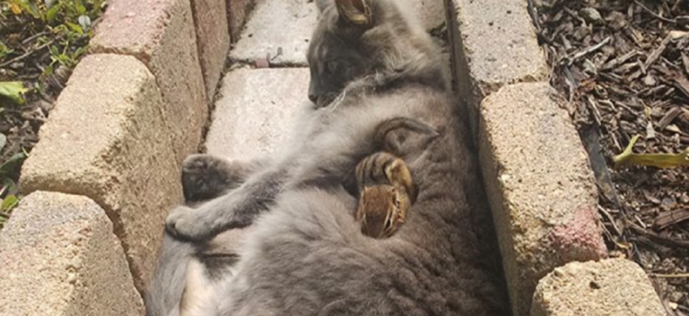 Cat and Chipmunk become friends and cuddle all day