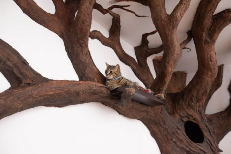 A man created a huge tree in a friend’s apartment. The cat’s heart was conquered instantly