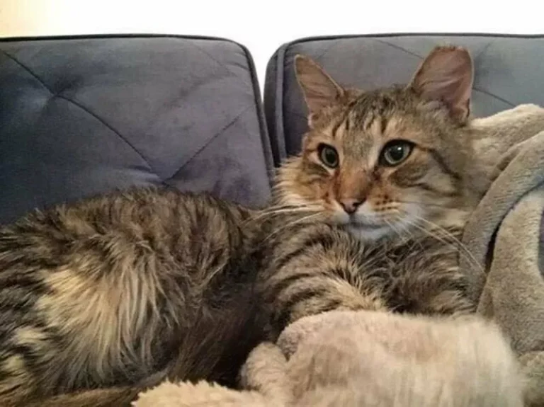 A stray cat approached a volunteer girl and made it clear that he no longer wants to live on the street