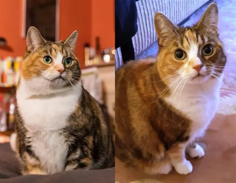 An overfed cat from a shelter has become slim again thanks to the care of the new owners