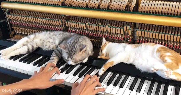 Two sleepy cats nap peacefully beside a soothing piano