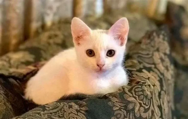 During the flood, the man cut through the floor in the house to save the young cat