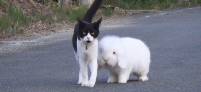 These sweet bunny and adorable cat, have become inseparable and every day go for walks together